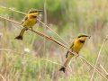 Little Bee-eater -  iSimangaliso WP--Western Shores, Kwazulu-Natal, South Africa, Dec 9, 2024