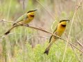 Little Bee-eater - iSimangaliso WP--Western Shores, Kwazulu-Natal, South Africa, Dec 9, 2024 Little Bee-eater - iSimangaliso WP--Western Shores, Kwazulu-Natal, South Africa, Dec 9, 2024