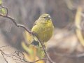 Cape Siskin - Sir Lowry’s Pass - Hottentots-Holland Nature Reserve, Cape Town ZA-Western Cape -34.14960, 18.93454, Western Cape, ZA on Tue Nov 26, 2024 Cape Siskin - Sir Lowry’s Pass - Hottentots-Holland Nature Reserve, Cape Town ZA-Western Cape -34.14960, 18.93454, Western Cape, ZA on Tue Nov 26, 2024