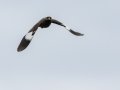 Common Myna - Mpempe Pan, Kwazulu-Natal, South Africa, Dec 8, 2024 Common Myna - Mpempe Pan, Kwazulu-Natal, South Africa, Dec 8, 2024