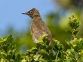 Black-fronted Bulbul ((Juvenile) - Hout Bay Beach and Estuary, Western Cape, ZA, Nov 23, 2024 Black-fronted Bulbul ((Juvenile) - Hout Bay Beach and Estuary, Western Cape, ZA, Nov 23, 2024