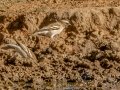 White-browed Sparrow-Weaver - Marrick Safari, Northern Cape, South Africa, Dec 4, 2024 White-browed Sparrow-Weaver - Marrick Safari, Northern Cape, South Africa, Dec 4, 2024