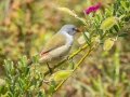 Swee Waxbill - Kirstenbosch Botanical Garden, Western Cape, ZA, Nov 25, 2024