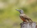 Ground Woodpecker - Sani Top to Black Mountain West (A31) Lesotho-Mokhotlong (-29.5201,29.1898), Mokhotlong, Lesotho, Dec 13, 2025 Ground Woodpecker - Sani Top to Black Mountain West (A31) Lesotho-Mokhotlong (-29.5201,29.1898), Mokhotlong, Lesotho, Dec 13, 2025