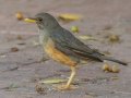 Olive Thrush - Intaka Island, Western Cape, ZA on Sat Nov 23, 2024 Olive Thrush - Intaka Island, Western Cape, ZA on Sat Nov 23, 2024