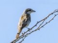 Red-backed Shrike - Marrick Safari, Northern Cape, South Africa, Dec 4, 2024 Red-backed Shrike - Marrick Safari, Northern Cape, South Africa, Dec 4, 2024