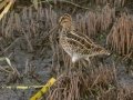 African Snipe - Van Riebeeck, Wakkerstroom ZA-MP -27.34751, 30.15071, Mpumalanga , South Africa, Dec 6, 2024 African Snipe - Van Riebeeck, Wakkerstroom ZA-MP -27.34751, 30.15071, Mpumalanga , South Africa, Dec 6, 2024