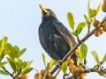 European Starling - Intaka Island, Western Cape, South Africa, Nov 23, 2024 European Starling - Intaka Island, Western Cape, South Africa, Nov 23, 2024