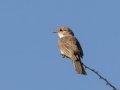 Marico Flycatcher - Marrick Safari, Northern Cape, South Africa, Dec 4, 2024 Marico Flycatcher - Marrick Safari, Northern Cape, South Africa, Dec 4, 2024