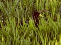 Black Crake - Amersfoort Road, Dr.Pixley Ka Isaka Seme Rural, Volksrust ZA-MP -27.26017, 30.11059, Mpumalanga, South Africa, Dec 6, 2024 Black Crake - Amersfoort Road, Dr.Pixley Ka Isaka Seme Rural, Volksrust ZA-MP -27.26017, 30.11059, Mpumalanga, South Africa, Dec 6, 2024
