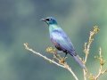 Black-bellied Starling - Dlinza Forest, Nkandla Forest Reserve, Eshowe ZA-KZN -28.89226, 31.45188, Kwazulu-Natal, South Africa, Dec 11, 2024 Black-bellied Starling - Dlinza Forest, Nkandla Forest Reserve, Eshowe ZA-KZN -28.89226, 31.45188, Kwazulu-Natal, South Africa, Dec 11, 2024