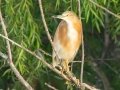 Squacco Heron - Wakkerstroom Wetland NR Bridge Causeway, Mpumalanga , South Africa, Dec 6, 2024 Squacco Heron - Wakkerstroom Wetland NR Bridge Causeway, Mpumalanga , South Africa, Dec 6, 2024