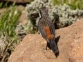 Drakensberg Rockjumper - Sani Pass (ZA)--high elevation (Final 15km +-ZA Border Post to Lesotho,  Kwazulu-Natal, South Africa, Dec 13 , 2024