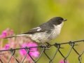 Fiscal Flycatcher - 35 Crassula Avenue, Betty's Bay ZA-Western Cape -34.36957, 18.89158, Western Cape, ZA on Tue Nov 26, 2024