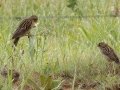 Long-tailed Widowbird - P43, Utrecht ZA-KwaZulu-Natal -27.47893, 30.23861, Kwazulu-Natal, South Africa, Dec 7, 2024 Long-tailed Widowbird - P43, Utrecht ZA-KwaZulu-Natal -27.47893, 30.23861, Kwazulu-Natal, South Africa, Dec 7, 2024