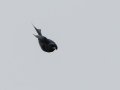 Fork-tailed Drongo - Dlinza Forest, Nkandla Forest Reserve, Eshowe ZA-KZN -28.89226, 31.45188, Kwazulu-Natal, South Africa, Dec 11, 2024