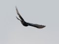 Fork-tailed Drongo - Dlinza Forest, Nkandla Forest Reserve, Eshowe ZA-KZN -28.89226, 31.45188, Kwazulu-Natal, South Africa, Dec 11, 2024 Fork-tailed Drongo - Dlinza Forest, Nkandla Forest Reserve, Eshowe ZA-KZN -28.89226, 31.45188, Kwazulu-Natal, South Africa, Dec 11, 2024