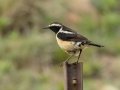 Buff-streaked Chat - Mkhondo Rural, Piet Retief ZA-Mpumalanga -27.17510, 30.39599, Mpumalanga , South Africa, Dec 7, 2024 Buff-streaked Chat - Mkhondo Rural, Piet Retief ZA-Mpumalanga -27.17510, 30.39599, Mpumalanga , South Africa, Dec 7, 2024