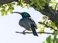 Greater Double-collared Sunbird - Pevensey Road, Dr. Nkosazana Dlamini Zuma ZA-KwaZulu-Natal (-29.7522,29.5799), Kwazulu-Natal, South Africa, Dec 13, 2024 Greater Double-collared Sunbird - Pevensey Road, Dr. Nkosazana Dlamini Zuma ZA-KwaZulu-Natal (-29.7522,29.5799), Kwazulu-Natal, South Africa, Dec 13, 2024
