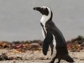 African Penguin - Stony Point--Penguin Colony, Western Cape, ZA on Tue Nov 26, 2024