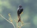 Fork-tailed Drongo - Dlinza Forest, Nkandla Forest Reserve, Eshowe ZA-KZN -28.89226, 31.45188, Kwazulu-Natal, South Africa, Dec 11, 2024 Fork-tailed Drongo - Dlinza Forest, Nkandla Forest Reserve, Eshowe ZA-KZN -28.89226, 31.45188, Kwazulu-Natal, South Africa, Dec 11, 2024