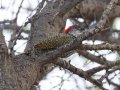 Cardinal Woodpecker - Marrick Safari, Northern Cape, South Africa, Dec 5, 2024 Cardinal Woodpecker - Marrick Safari, Northern Cape, South Africa, Dec 5, 2024