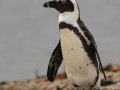 African Penguin - Stony Point--Penguin Colony, Western Cape, ZA on Tue Nov 26, 2024 African Penguin - Stony Point--Penguin Colony, Western Cape, ZA on Tue Nov 26, 2024