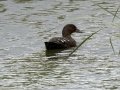 African Black Duck - P43, Utrecht ZA-KwaZulu-Natal -27.47893, 30.23861, KwaZulu-Natal , South Africa, Dec 7, 2024 African Black Duck - P43, Utrecht ZA-KwaZulu-Natal -27.47893, 30.23861, KwaZulu-Natal , South Africa, Dec 7, 2024