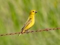 Parasitic Weaver - Pevensey Road, Dr. Nkosazana Dlamini Zuma ZA-KwaZulu-Natal (-29.7522,29.5799), Kwazulu-Natal, South Africa, Dec 13 2024 Parasitic Weaver - Pevensey Road, Dr. Nkosazana Dlamini Zuma ZA-KwaZulu-Natal (-29.7522,29.5799), Kwazulu-Natal, South Africa, Dec 13 2024