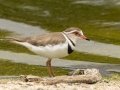 Three-banded Plover - Strandfontein WTP, Western Cape, ZA on Mon Nov 25, 2024 Three-banded Plover - Strandfontein WTP, Western Cape, ZA on Mon Nov 25, 2024