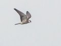 Amur Falcon - Dlinza Forest, Nkandla Forest Reserve, Eshowe ZA-KZN -28.89226, 31.45188, Kwazulu-Natal, South Africa, Dec 11, 2024 Amur Falcon - Dlinza Forest, Nkandla Forest Reserve, Eshowe ZA-KZN -28.89226, 31.45188, Kwazulu-Natal, South Africa, Dec 11, 2024