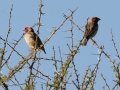 Red-billed Quelea - Marrick Safari, Northern Cape, South Africa, Dec 4, 2024 Red-billed Quelea - Marrick Safari, Northern Cape, South Africa, Dec 4, 2024