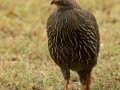Cape Spurfowl - De Hoop Nature Reserve, Cape Agulhas ZA-Western Cape (-34.4467,20.4223), Western Cape, ZA on Wed Nov 27, 2024 Cape Spurfowl - De Hoop Nature Reserve, Cape Agulhas ZA-Western Cape (-34.4467,20.4223), Western Cape, ZA on Wed Nov 27, 2024