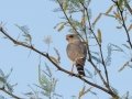 Gabar Goshawk - Marrick Safari, Northern Cape, South Africa, Dec 5, 2024 Gabar Goshawk - Marrick Safari, Northern Cape, South Africa, Dec 5, 2024