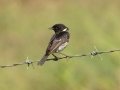 African Stonechat - Pevensey Road, Dr. Nkosazana Dlamini Zuma ZA-KwaZulu-Natal (-29.7522,29.5799), Kwazulu-Natal, South Africa, Dec 13 2024 African Stonechat - Pevensey Road, Dr. Nkosazana Dlamini Zuma ZA-KwaZulu-Natal (-29.7522,29.5799), Kwazulu-Natal, South Africa, Dec 13 2024