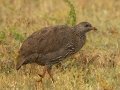 Cape Spurfowl - De Hoop Nature Reserve, Cape Agulhas ZA-Western Cape (-34.4467,20.4223), Western Cape, ZA on Wed Nov 27, 2024 Cape Spurfowl - De Hoop Nature Reserve, Cape Agulhas ZA-Western Cape (-34.4467,20.4223), Western Cape, ZA on Wed Nov 27, 2024