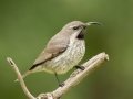 Amethyst Sunbird - P43, Utrecht ZA-KwaZulu-Natal -27.47893, 30.23861, KwaZulu-Natal , South Africa, Dec 7, 2024 Amethyst Sunbird - P43, Utrecht ZA-KwaZulu-Natal -27.47893, 30.23861, KwaZulu-Natal , South Africa, Dec 7, 2024