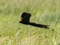 Long-tailed Widowbird - Pevensey Road, Dr. Nkosazana Dlamini Zuma ZA-KwaZulu-Natal (-29.7522,29.5799), Kwazulu-Natal, South Africa, Dec 13 2024 Long-tailed Widowbird - Pevensey Road, Dr. Nkosazana Dlamini Zuma ZA-KwaZulu-Natal (-29.7522,29.5799), Kwazulu-Natal, South Africa, Dec 13 2024