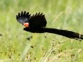 Long-tailed Widowbird - Pevensey Road, Dr. Nkosazana Dlamini Zuma ZA-KwaZulu-Natal (-29.7522,29.5799), Kwazulu-Natal, South Africa, Dec 13 2024 Long-tailed Widowbird - Pevensey Road, Dr. Nkosazana Dlamini Zuma ZA-KwaZulu-Natal (-29.7522,29.5799), Kwazulu-Natal, South Africa, Dec 13 2024