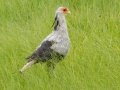Secretarybird - P43, Utrecht ZA-KwaZulu-Natal -27.47893, 30.23861, KwaZulu-Natal , South Africa, Dec 7, 2024 Secretarybird - P43, Utrecht ZA-KwaZulu-Natal -27.47893, 30.23861, KwaZulu-Natal , South Africa, Dec 7, 2024