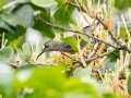 Mouse-colored Sunbird - Ngoye Forest, P240, Eshowe ZA-KZN (-28.8540,31.6498), Kwazulu-Natal, South Africa, Dec 11, 2024 Mouse-colored Sunbird - Ngoye Forest, P240, Eshowe ZA-KZN (-28.8540,31.6498), Kwazulu-Natal, South Africa, Dec 11, 2024