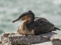 Great Cormorant (White-breasted) - Stony Point--Penguin Colony, Western Cape, ZA on Tue Nov 26, 2024 Great Cormorant (White-breasted) - Stony Point--Penguin Colony, Western Cape, ZA on Tue Nov 26, 2024