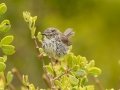 Karoo Prinia - De Hoop Nature Reserve, Cape Agulhas ZA-Western Cape (-34.4467,20.4223), Western Cape, ZA on Wed Nov 27, 2024 Karoo Prinia - De Hoop Nature Reserve, Cape Agulhas ZA-Western Cape (-34.4467,20.4223), Western Cape, ZA on Wed Nov 27, 2024