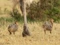Common Ostrich - De Hoop Nature Reserve, Cape Agulhas ZA-Western Cape (-34.4467,20.4223), Western Cape, ZA on Wed Nov 27, 2024 Common Ostrich - De Hoop Nature Reserve, Cape Agulhas ZA-Western Cape (-34.4467,20.4223), Western Cape, ZA on Wed Nov 27, 2024