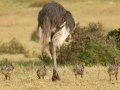 Common Ostrich - De Hoop Nature Reserve, Cape Agulhas ZA-Western Cape (-34.4467,20.4223), Western Cape, ZA on Wed Nov 27, 2024 Common Ostrich - De Hoop Nature Reserve, Cape Agulhas ZA-Western Cape (-34.4467,20.4223), Western Cape, ZA on Wed Nov 27, 2024