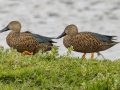 Cape Shoveler - Strandfontein WTP, Western Cape, ZA on Mon Nov 25, 2024 Cape Shoveler - Strandfontein WTP, Western Cape, ZA on Mon Nov 25, 2024