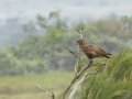 Brown Snake-Eagle - iSimangaliso WP--Western Shores, Kwazulu-Natal, South Africa, Dec 9, 2024