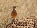 Spike-heeled Lark - Marrick Safari, Northern Cape, South Africa, Dec 4, 2024 Spike-heeled Lark - Marrick Safari, Northern Cape, South Africa, Dec 4, 2024