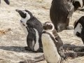 African Penguin - Stony Point--Penguin Colony, Western Cape, ZA on Tue Nov 26, 2024 African Penguin - Stony Point--Penguin Colony, Western Cape, ZA on Tue Nov 26, 2024