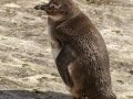 African Penguin - Stony Point--Penguin Colony, Western Cape, ZA on Tue Nov 26, 2024 African Penguin - Stony Point--Penguin Colony, Western Cape, ZA on Tue Nov 26, 2024